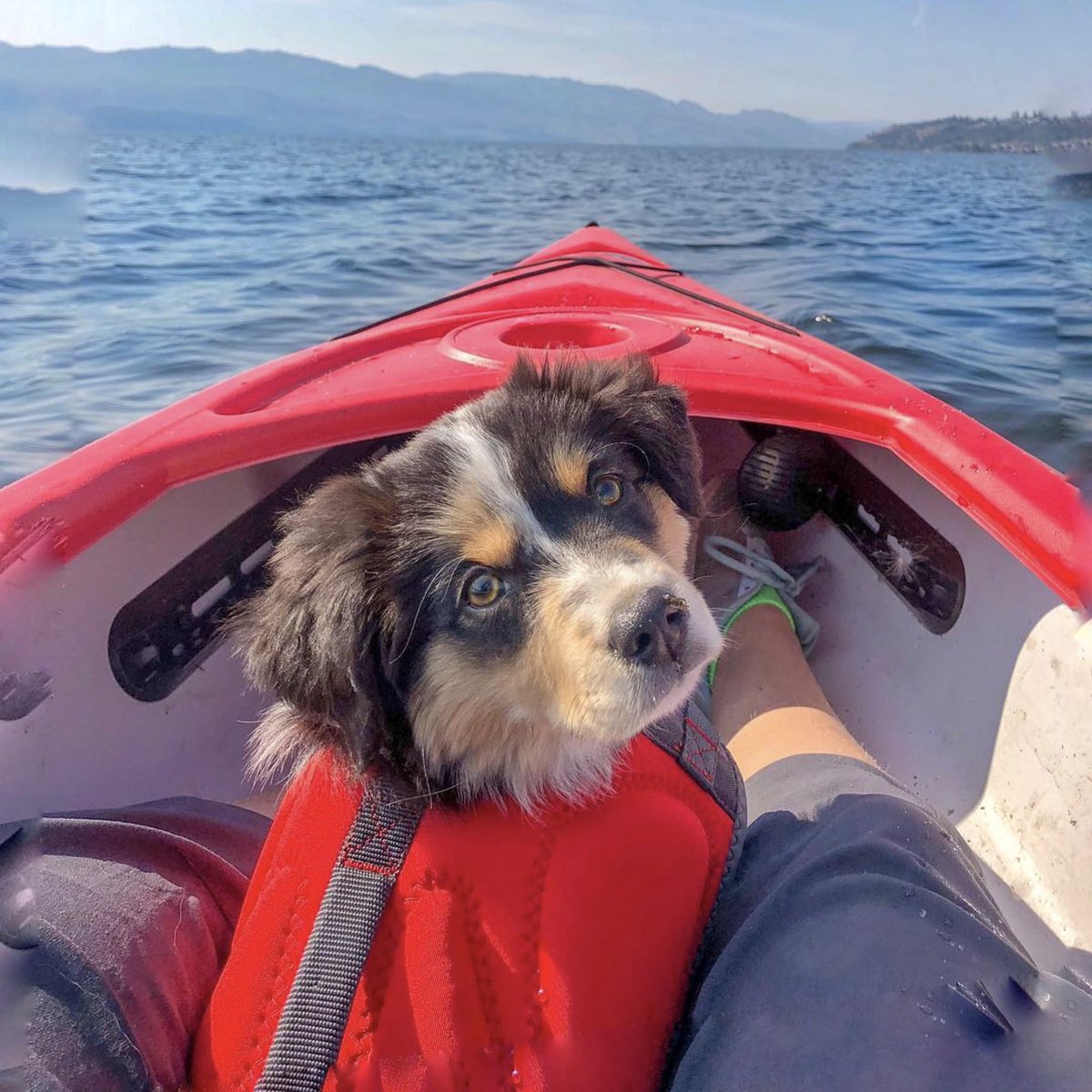 aussiesdointhgs's tweet photo. Meet Juniper! https://t.co/aDwEDyEKpO