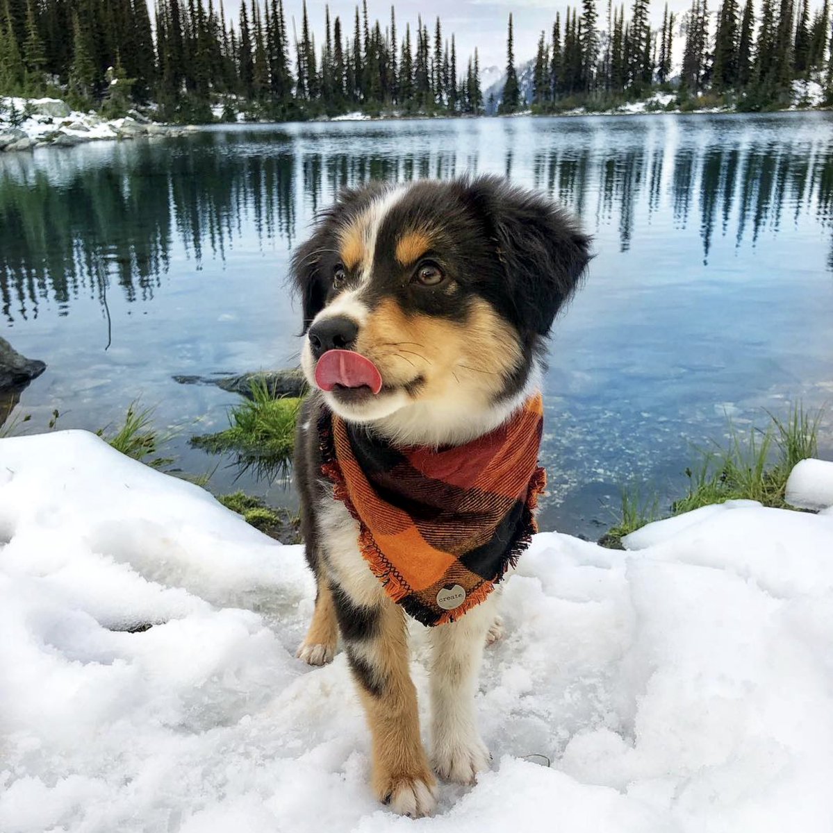 aussiesdointhgs's tweet photo. Meet Juniper! https://t.co/aDwEDyEKpO