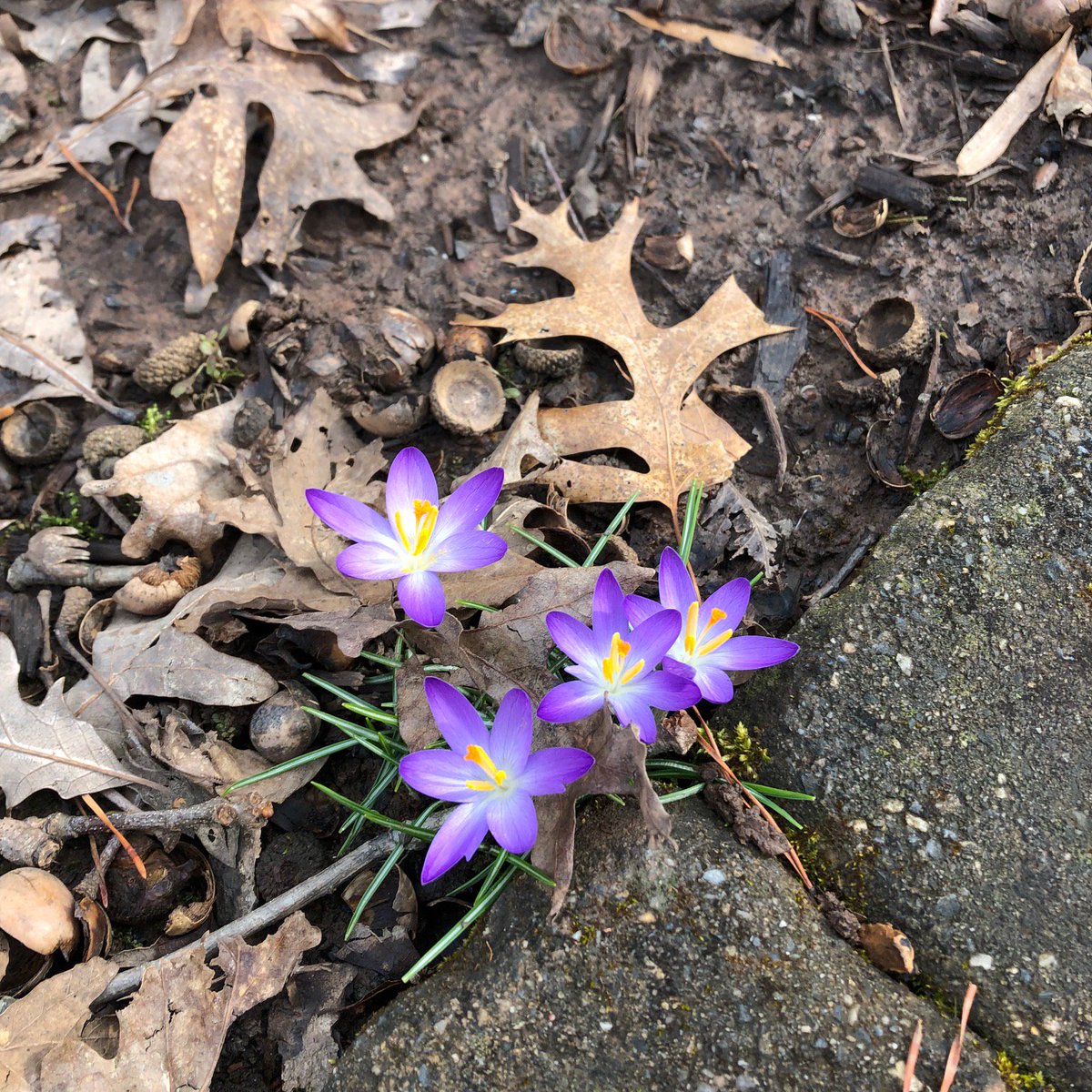 BookwyrmDEV's tweet image. &quot;Crocuses push up their thing green fingers to clutch at the light.&quot; 
~Chet Raymo