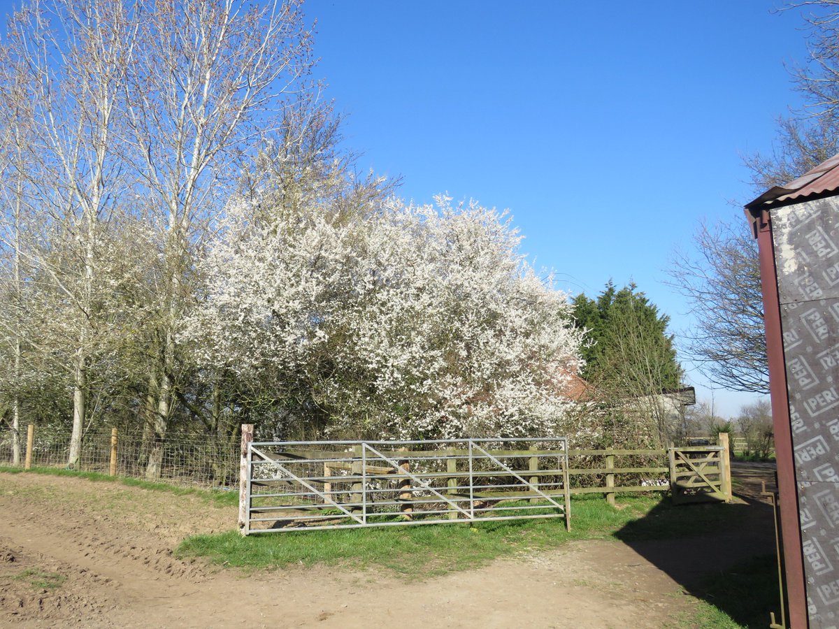 Steven Falk tweet media