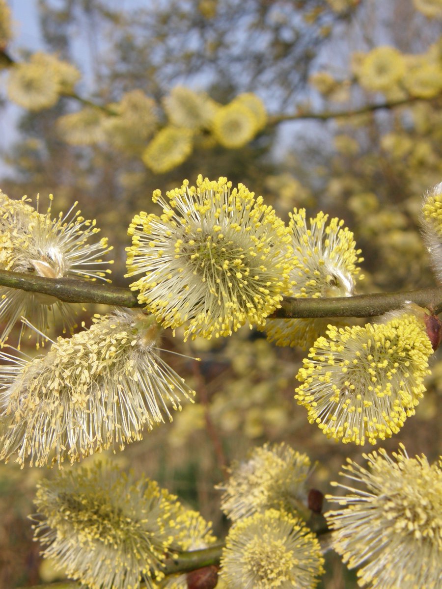 Steven Falk tweet media