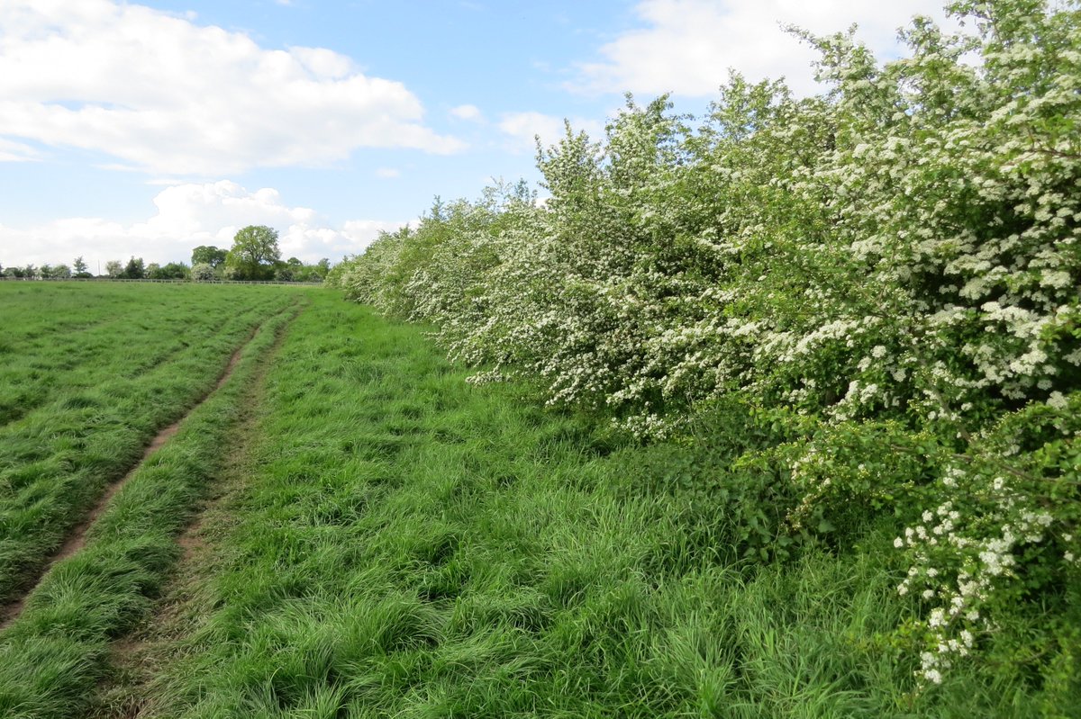 Steven Falk tweet media