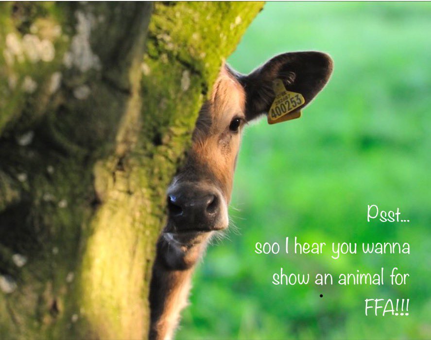 If you are interested in showing cattle next year make sure to fill out the google form docs.google.com/forms/d/1suYWa…