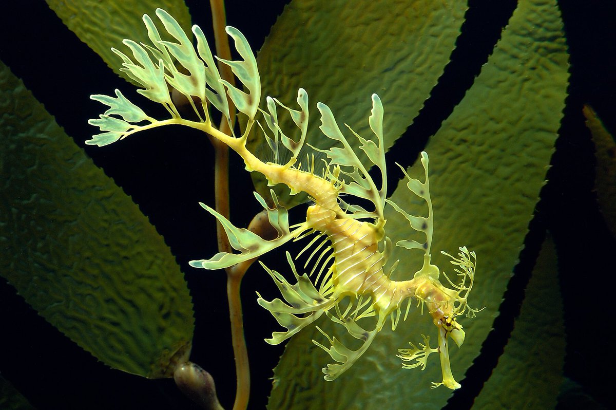 Leafy Sea Dragon - Phycodurus eques
#seahorse #biology #ocean #sealife #seaanimals #oceananimals #aquaticlife #marinelife #marinebiology #underwaterlife #undersea #marinephotography #marineanimals