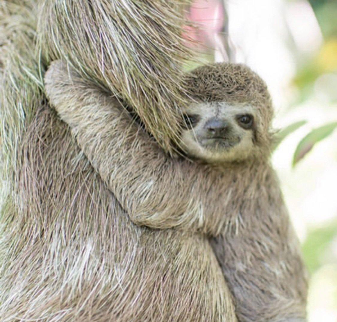 slothinstitute's tweet photo. Read the reunion story of Dumbo and Mrs. Jumbo in this week’s very special #SlothDiaries post- written by co-founder @SamTrull ! https://t.co/N5mFXhaX2M #sloths #costarica #dumbo https://t.co/zTxV4DvBq0