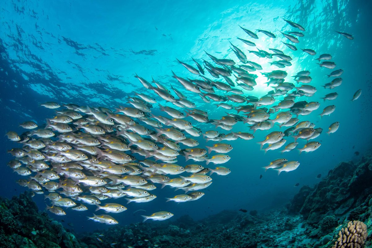SimilanDiving's tweet image. #GoldspotSeabream in #Similan #Thailand 🇹🇭

🛳️ aboard #SimilanExplorer in Mar.2019 (SE26)
📸 by Krzysztof Bargiel

#StripedLargeEyeBream #GnathodentexAureolineatus #schoolingfish #dive4life #SimilanDivingSafaris
#KhaoLak #AndamanSea
#diving #liveaboard #wildlife #marinelife