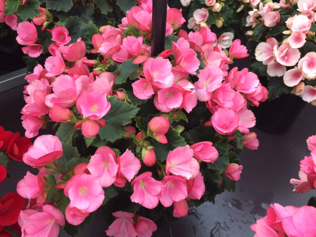 Janeen_GG's tweet photo. My new favorite begonia from @BallHort Betulia begonias from Ball Ingenuity are compact, small-leaved begonias for indoors. The blooms don’t shatter. #caspringtrials #CAST2019 https://t.co/4QaBkNvdwt