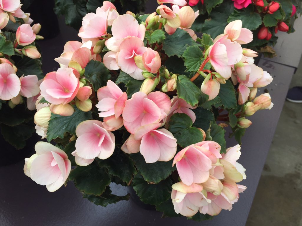 Janeen_GG's tweet photo. My new favorite begonia from @BallHort Betulia begonias from Ball Ingenuity are compact, small-leaved begonias for indoors. The blooms don’t shatter. #caspringtrials #CAST2019 https://t.co/4QaBkNvdwt
