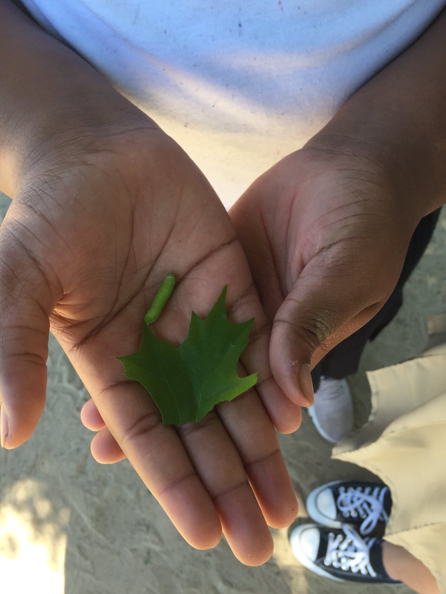 ALorehn's tweet photo. Found a little critter at recess🐛 #springhassprung #klenkshines #dontworryweputhiminasafeplace @KlenkKISD https://t.co/g40fYntLl3