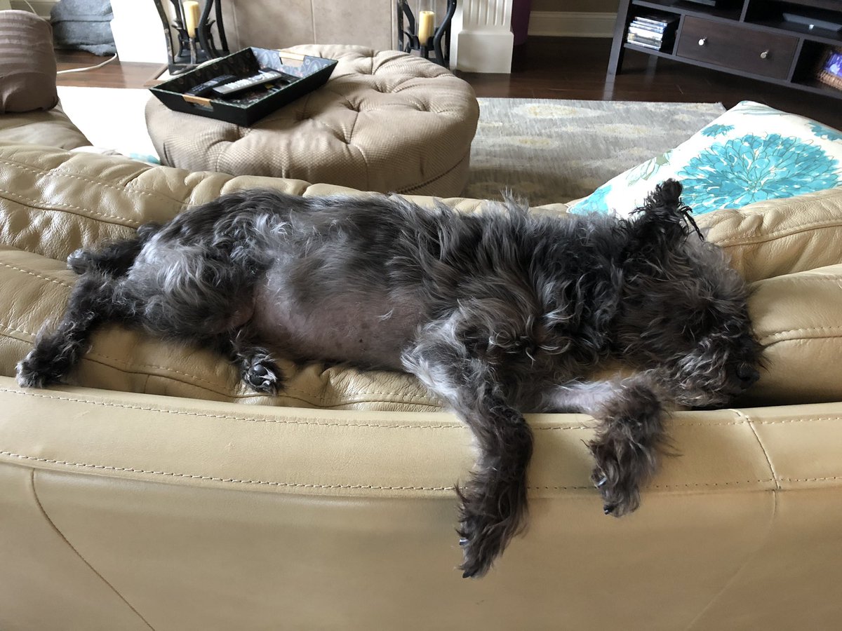 emmassopunk's tweet photo. Thank you for being the best childhood dog I could have asked for. You made me laugh, comforted me when I was sad and never left my bed when I was home sick. You hold a special place in my heart and I hope you are at peace now sweet girl https://t.co/vlg5vUj6zk