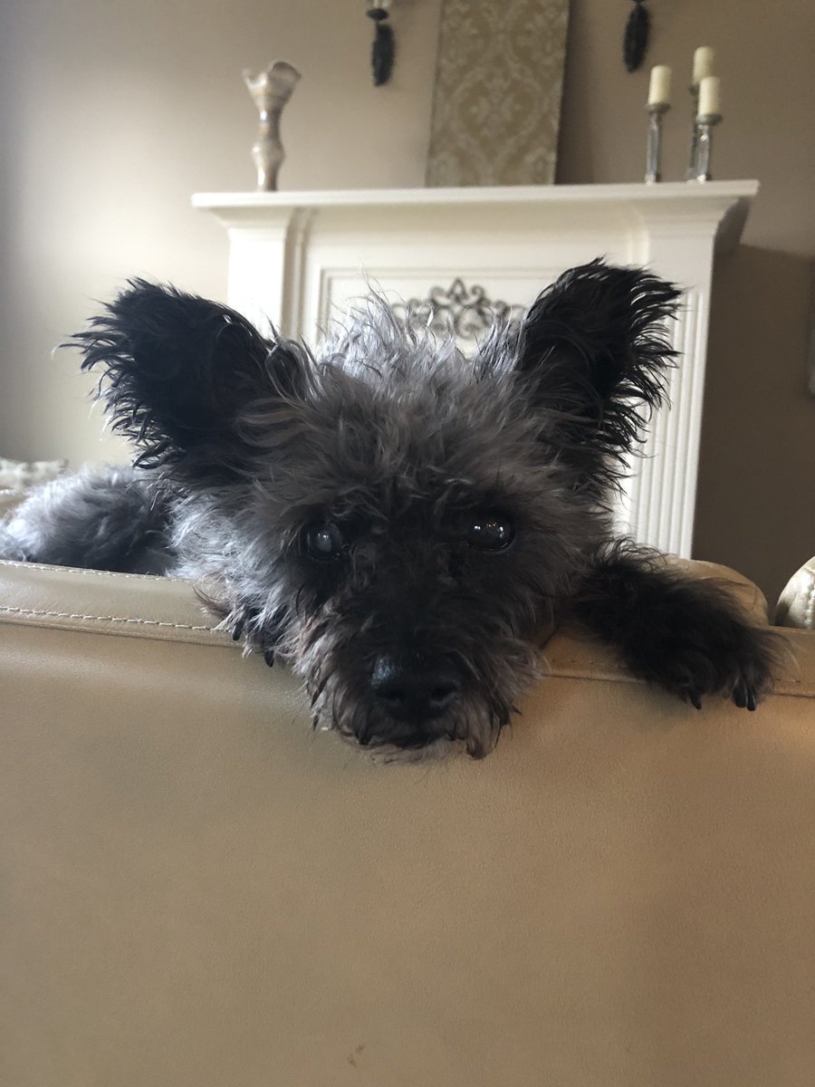 emmassopunk's tweet photo. Thank you for being the best childhood dog I could have asked for. You made me laugh, comforted me when I was sad and never left my bed when I was home sick. You hold a special place in my heart and I hope you are at peace now sweet girl https://t.co/vlg5vUj6zk