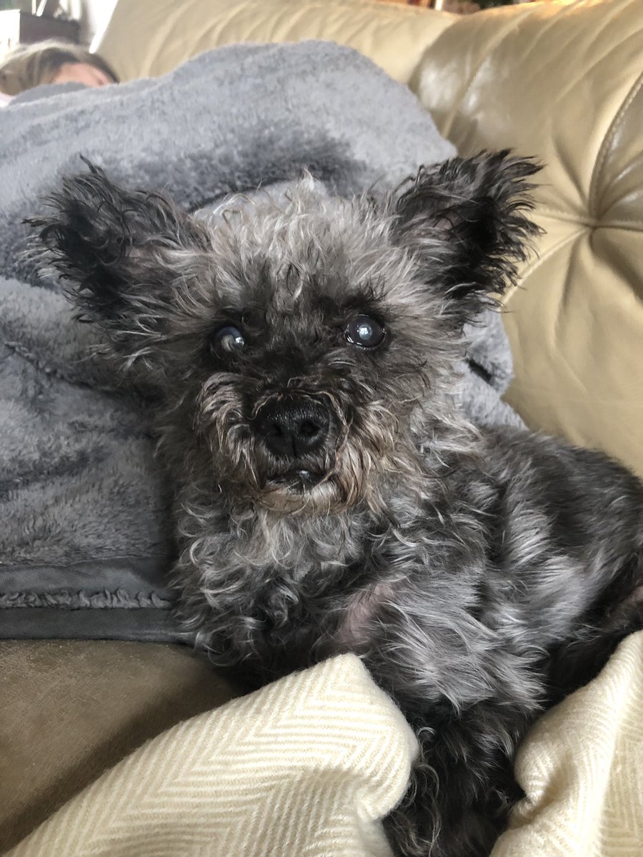 emmassopunk's tweet photo. Thank you for being the best childhood dog I could have asked for. You made me laugh, comforted me when I was sad and never left my bed when I was home sick. You hold a special place in my heart and I hope you are at peace now sweet girl https://t.co/vlg5vUj6zk