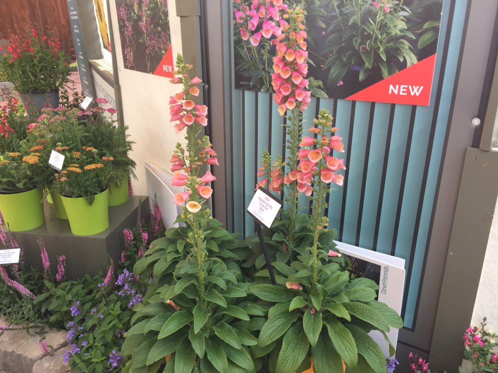 Two new perennials for 2020 from <a href="/darwinperennial/">Darwin Perennials</a> — Digitalis ‘Artic Fox Rose’ and a Nepeta hybrid ‘Blue Prelude’ #caspringtrials #CAST2019