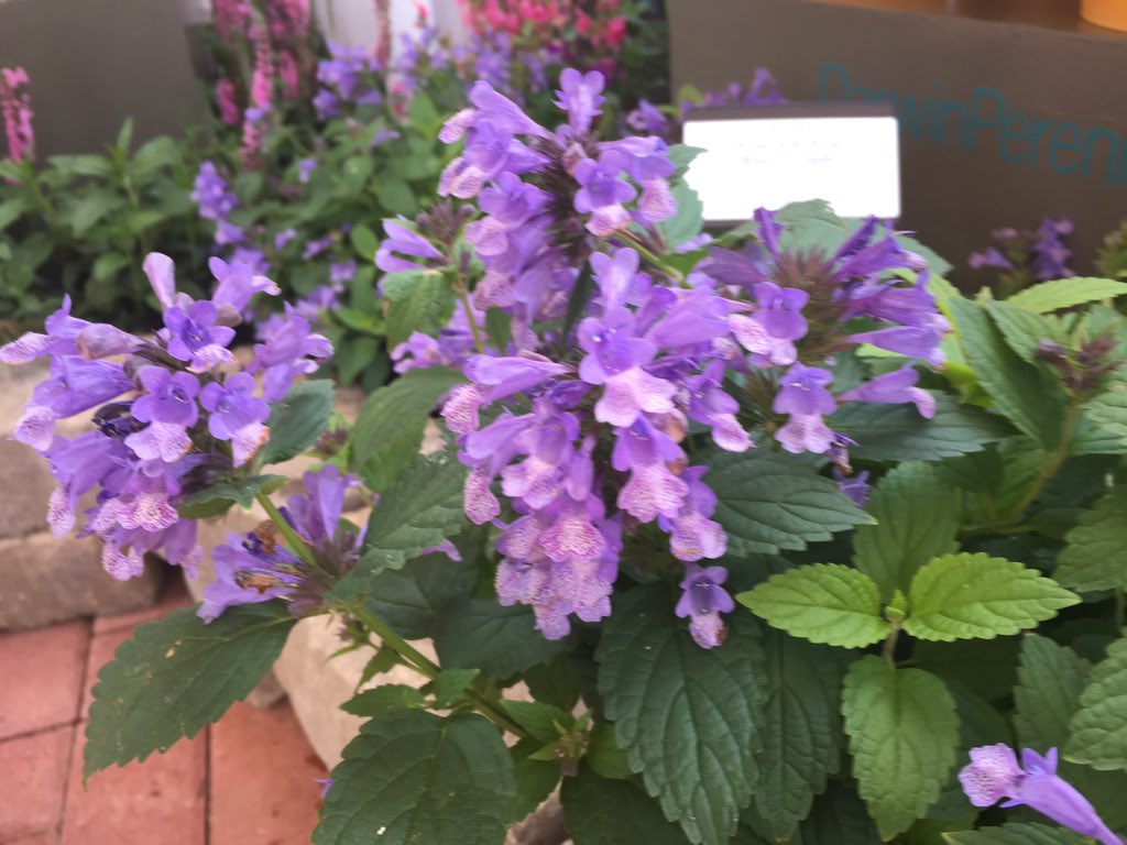 Janeen_GG's tweet photo. Two new perennials for 2020 from @darwinperennial — Digitalis ‘Artic Fox Rose’ and a Nepeta hybrid ‘Blue Prelude’ #caspringtrials #CAST2019 https://t.co/yjEJOfLdJq