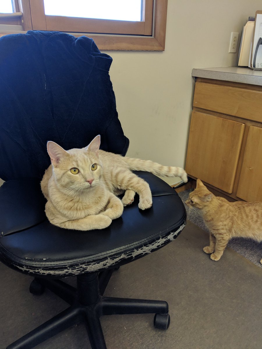 misskatedee's tweet image. When the kittens come down to visit 

#workingkitty #kittens #CatsOfTwitter #catsrule #pumpkin #hiccup #work