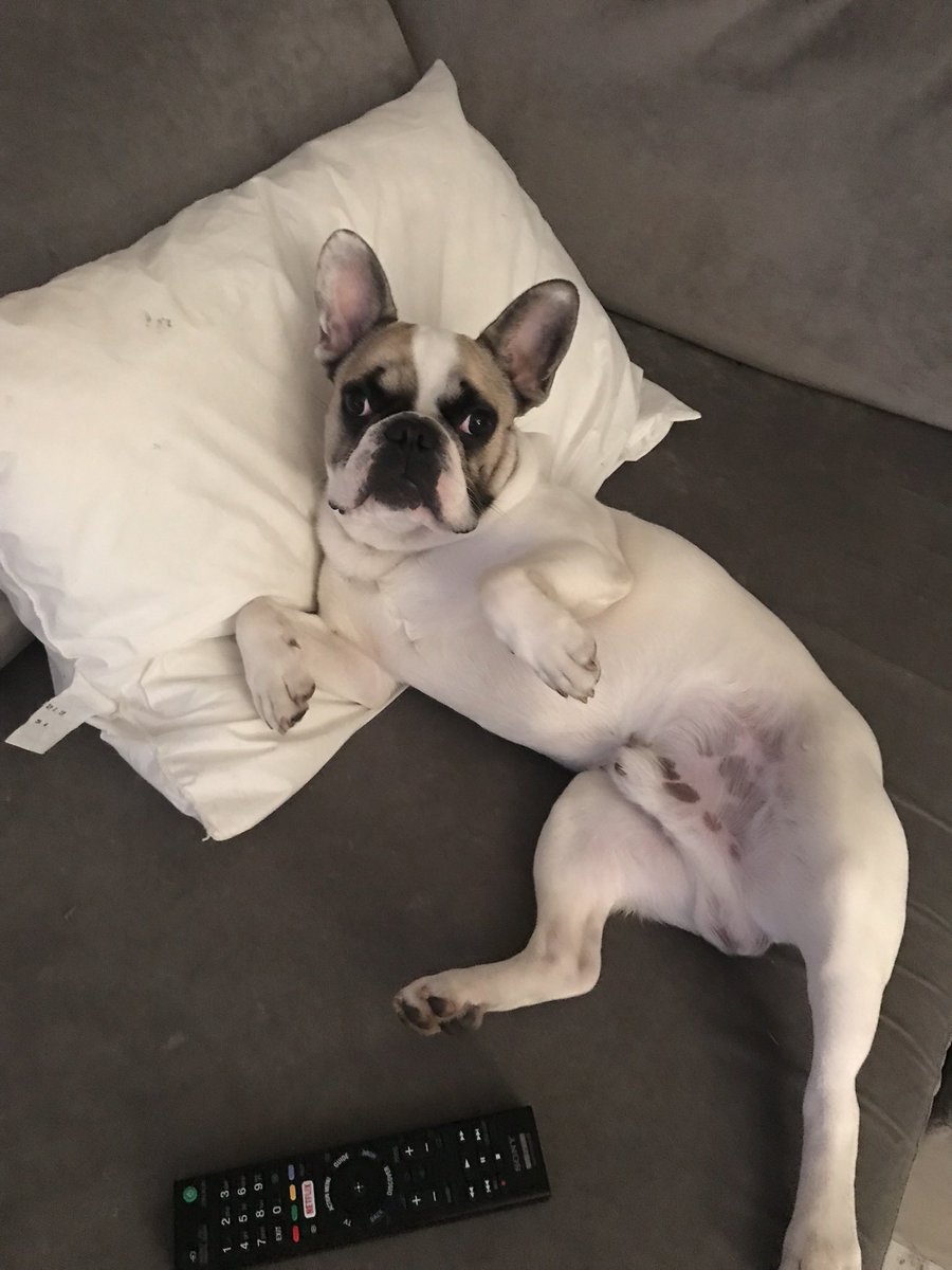 live_winston's tweet image. I don’t want to go out walkies I’m too tired‼️🐾

 #WoofWoof #walkies #FrenchBulldogsOfTwitter #frenchbulldog