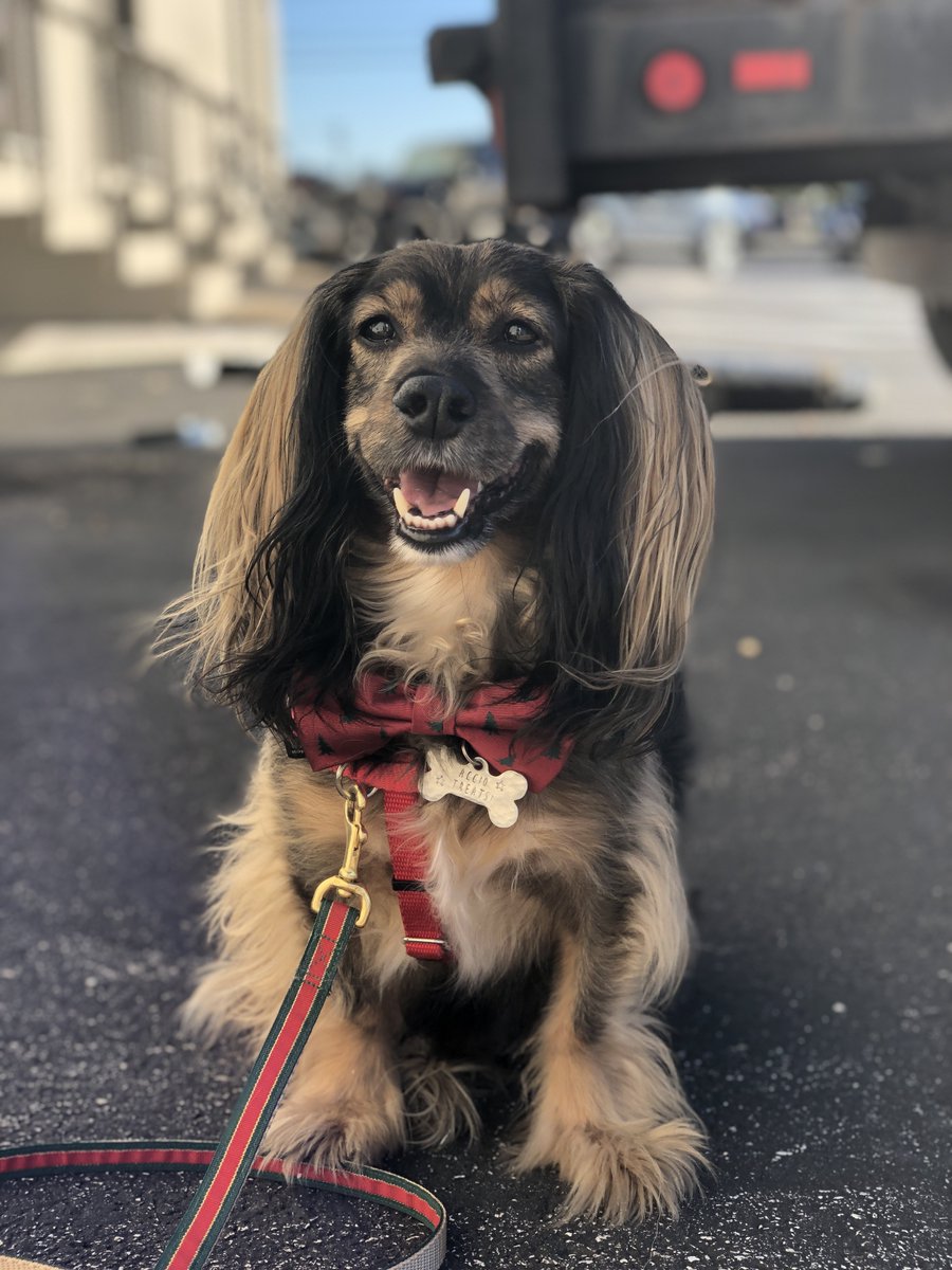 FreddyPickles's tweet photo. @dog_rates @Dumbo This is Freddy. His ears are so long he steps on them a lot. He has to wear them in a bun on his head when he eats. https://t.co/yPlnrjTaFj