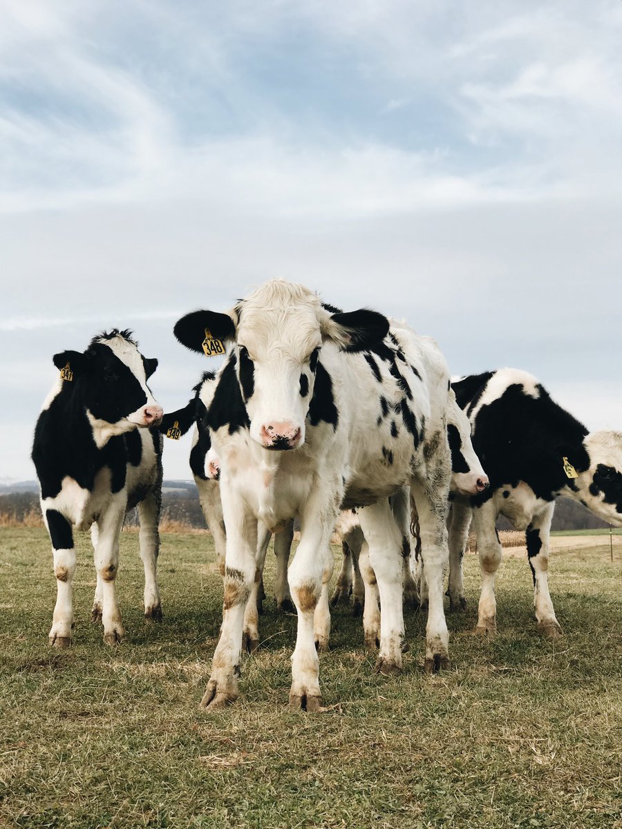 IWUSAC's tweet photo. Before we moove out for summer break, hang with us on Saturday, April 13th for Spotted Cow, an all-day outdoor indie music festival on the chapel lawn!! Music starts @ 1 pm. Stay tuned for more info because it’s going to be udderly amazing 🐮🌿 https://t.co/LGwt6CDoPa