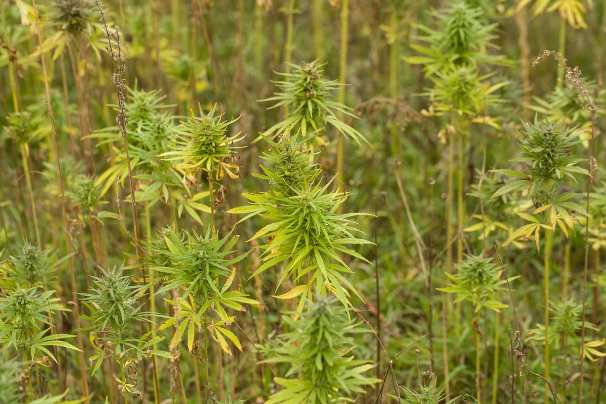 votehemp's tweet photo. Colorado hemp farmers can tap into state grant to hire interns https://t.co/zZDsUeXqVu   via @HempIndDaily #votehemp #hemp #farming #agriculture #Colorado https://t.co/AjBiPzO0m7