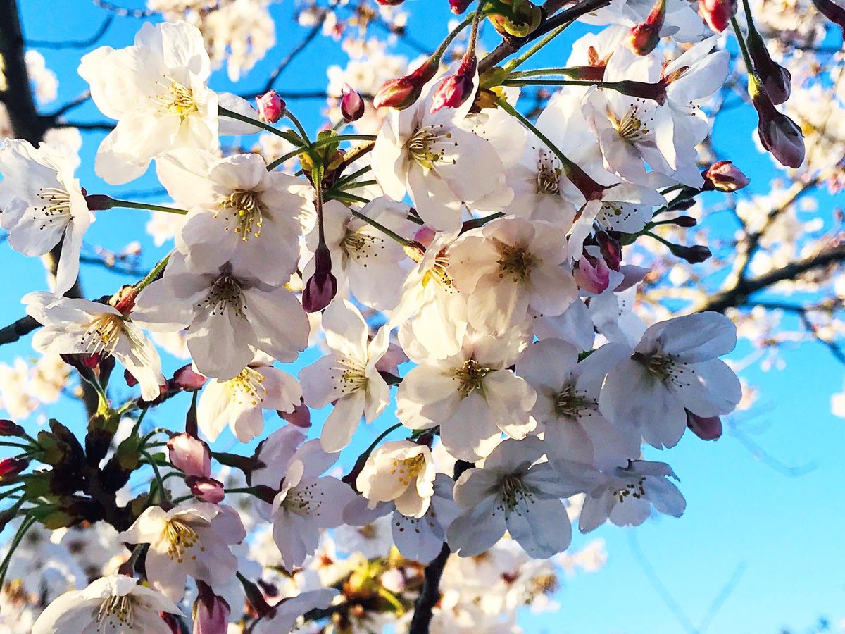 La 🌸 #Primavera 🌸a #Roma è arrivata ... da voi? Guardate che #scatti 📸 floreali possono realizzarsi al #laghetto ⛵️dell’ #Eur 🔆 ... non sono meravigliosi i #ciliegi 🌳in fiore alla #passeggiatadelGiappone ❓
