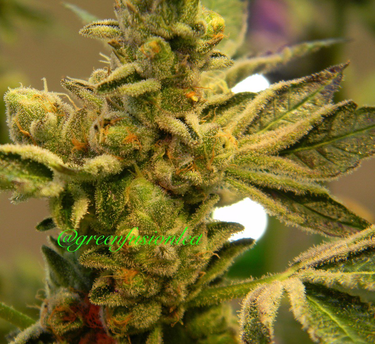 greenfusionled's tweet photo. OMG so good💚🌿🍪🍪🍪
How many other Cookie Monsters out there🍪💚💚💚🐵🐶🧞♀️🦹♂️👹❓❓
#dankofengland #highsociety #dank #topshelf #keif #rosin #dabs #solventless #loudpack #smokelouduk #loudif #thestation #indica #sativa #vvs #wakeandbake #ganjafam #rasta #thclear #tuesday #gas https://t.co/MvG3mKqZZZ