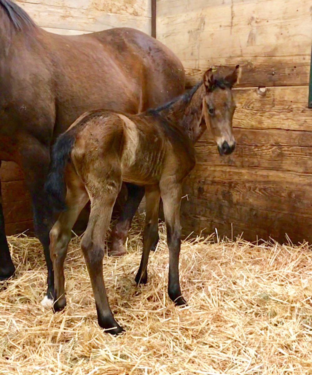 Barton Thoroughbreds tweet media