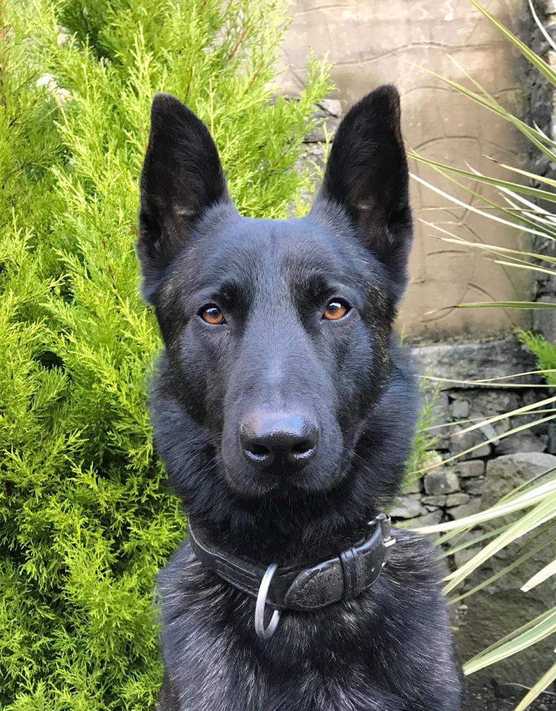 PSOSDogs's tweet photo. Traffic stop today, checking out driver he ran away across the motorway and into fields. #PDJuno got a track and traced male hiding under tarpaulin in the grounds of a house. Man wanted on two apprehension warrants and recall back to Prison warrant. #OutstandingWork https://t.co/GhnDRZUoGq