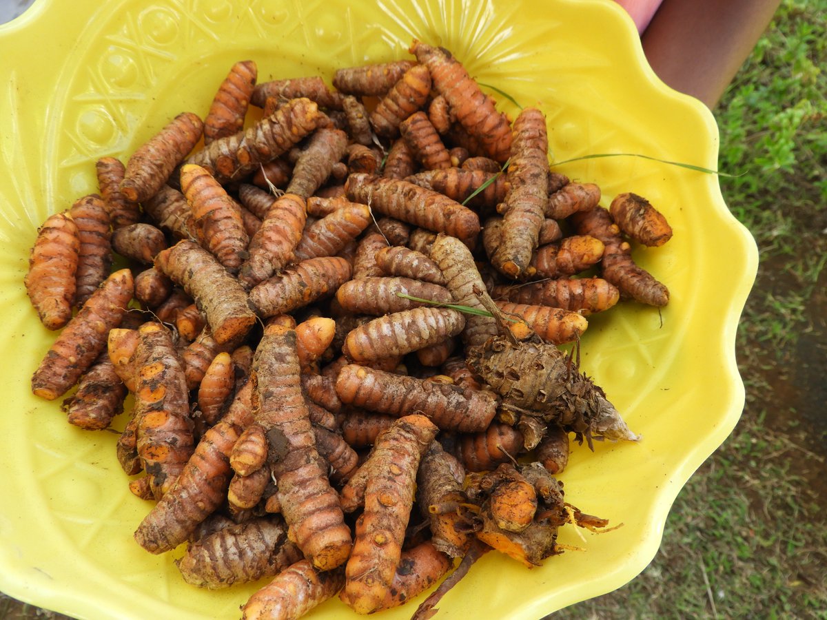 EcoleMathieu's tweet photo. Notre récolte de curcuma. Partie 3 #jardin  #school #curcuma https://t.co/ciobWrDB6Z