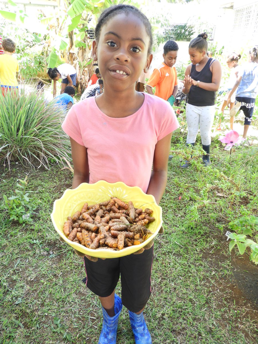 EcoleMathieu's tweet photo. Notre récolte de curcuma. Partie 3 #jardin  #school #curcuma https://t.co/ciobWrDB6Z