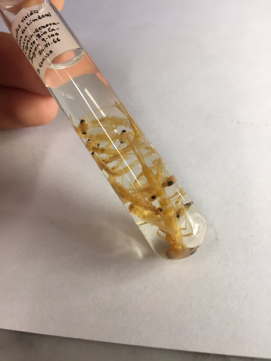 Matteo_Zinni's tweet photo. Beautiful Platycnemis pennipes, quite common Zygoptera from local waterstream #odonata #museumcollection https://t.co/tKWcxUJGlm