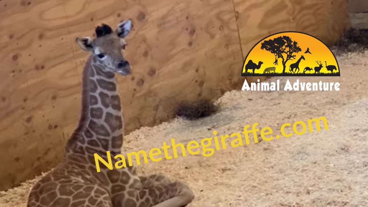 Namethegiraffe.com