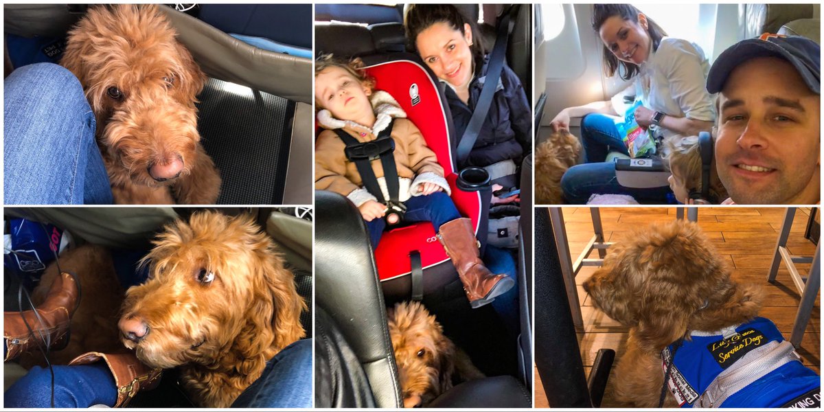 MorChuck21's tweet photo. #TravelTuesdays can b #crazy, but #thenoseknows, always.#morchuck21 #tinyoverlordgrantham #jetblue #revolucion #nudgesdogtreats #floridagators #t1dadvocate #t1d #diabetesawareness #4ekennels #lgservicedogs #marysstitchery #diabeticalertdog #servicedog #dogsofinstagram https://t.co/N4HMikC6lM