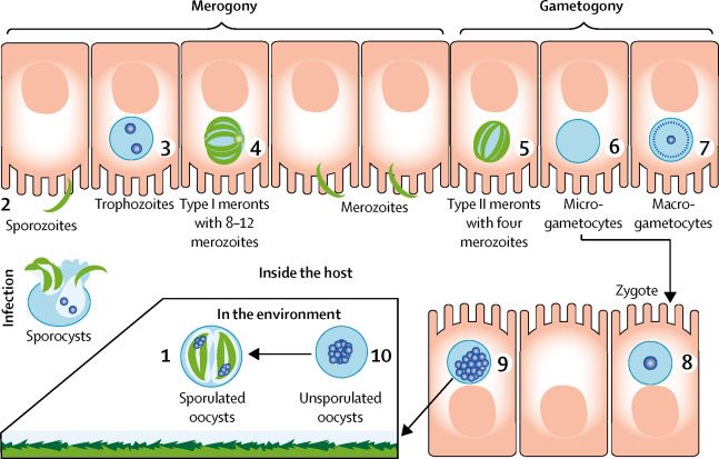 veupathdb's tweet image. Nice review on human cyclosporiasis. Also, check out the genome in #ToxoDB  doi.org/10.1016/S1473-…