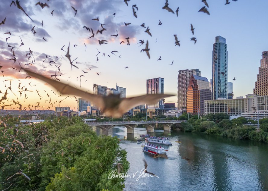cvsherman's tweet photo. Bat Close Up Over Austin, Texas It's #Batman's 80th anniversary, my excuse to share my bat photos. https://t.co/LVVAsdX5AQ #Batman80 #bat #bats #ATX #AustinTX #Texas #drone #photography #dronephotography #overaustin @BBCEarth @ThePhotoHour @StormHour @_BCT_ @NatGeo https://t.co/S4G2w0CQbn