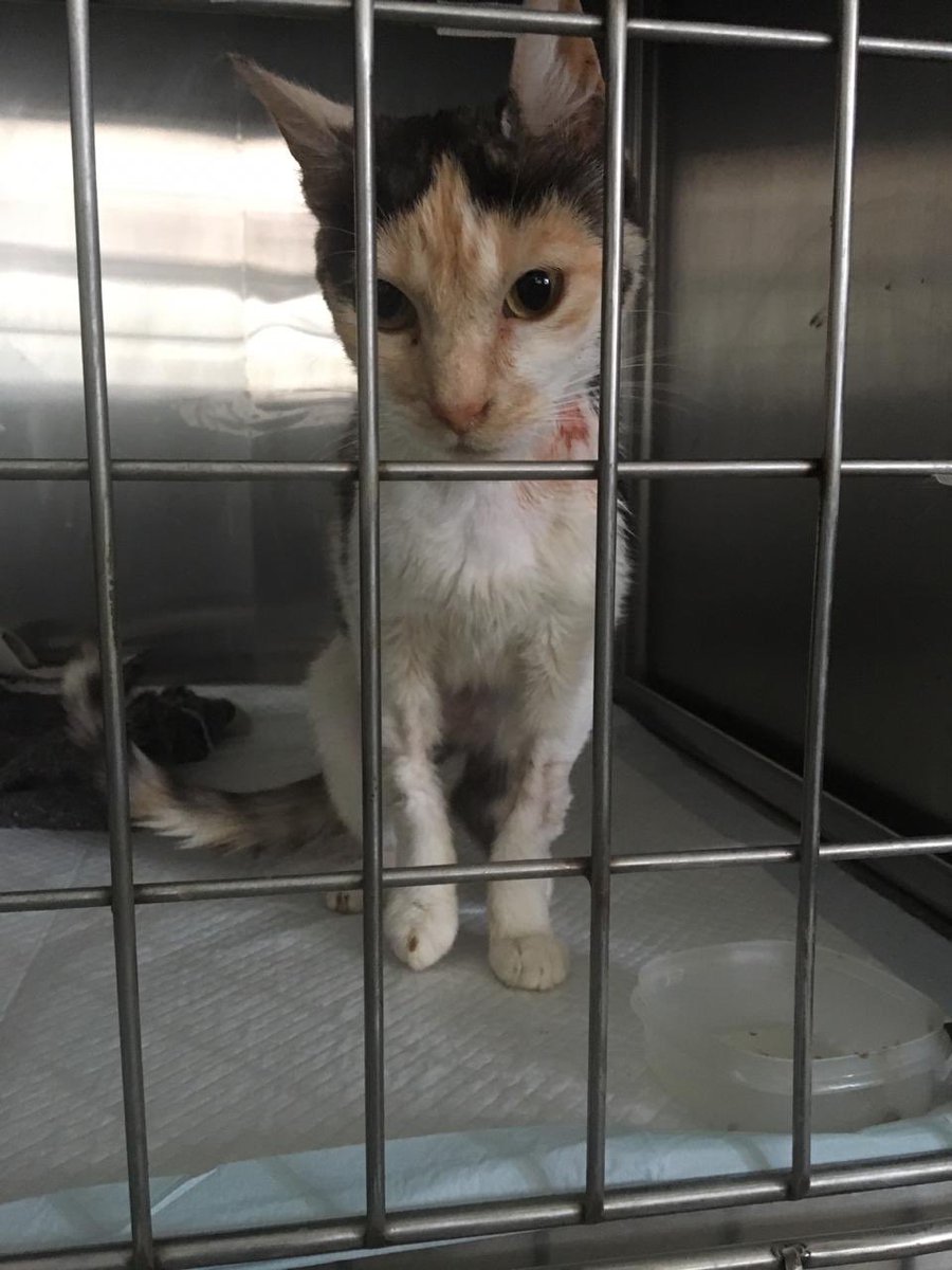 GMiaus's tweet photo. Nebula tuvo una recuperación MÁGICA! mañana le dan de alta, estamos demasiado felices, gracias por sus vibras positivas 💕 #gimpert #pucv #valparaíso #chile https://t.co/KdWUb9cjEc