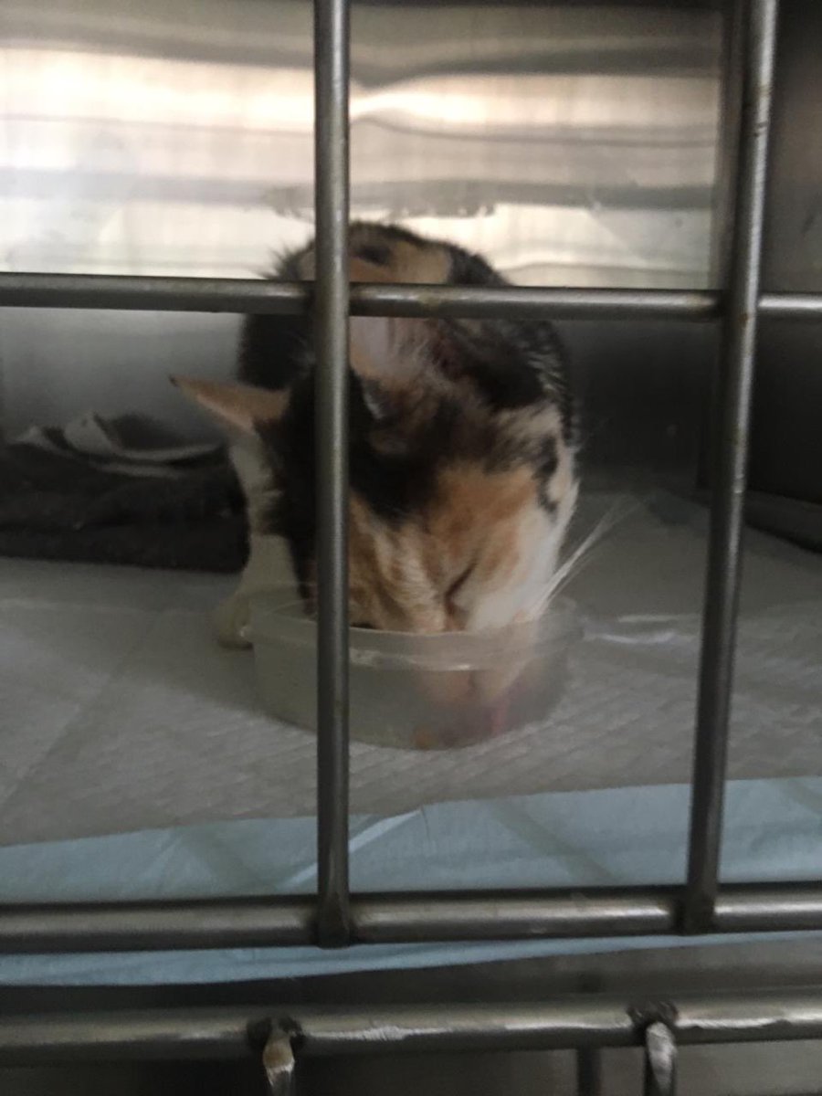 GMiaus's tweet photo. Nebula tuvo una recuperación MÁGICA! mañana le dan de alta, estamos demasiado felices, gracias por sus vibras positivas 💕 #gimpert #pucv #valparaíso #chile https://t.co/KdWUb9cjEc