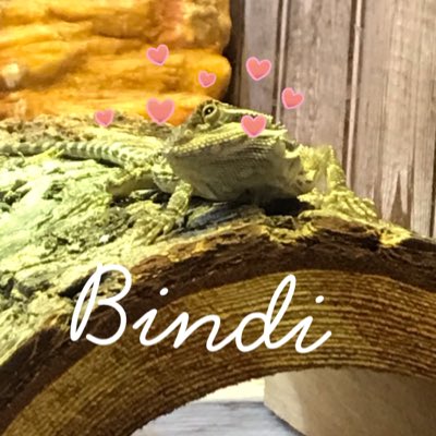 bindiboo17 tweet picture