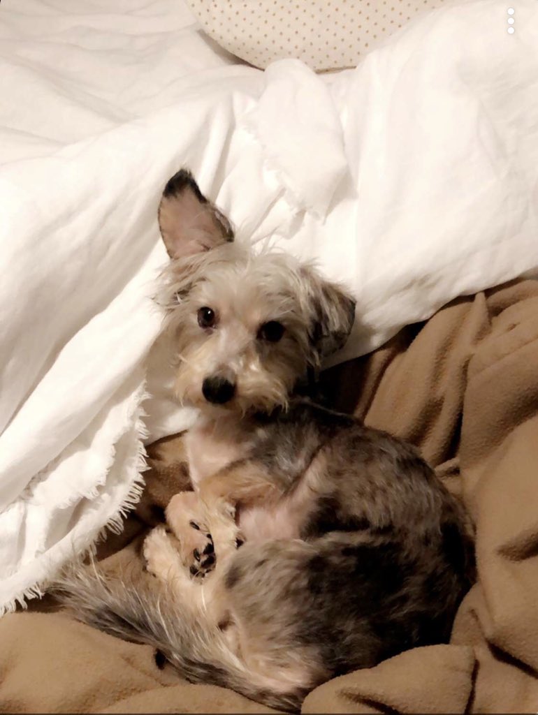 Courtney Snipes tweet media