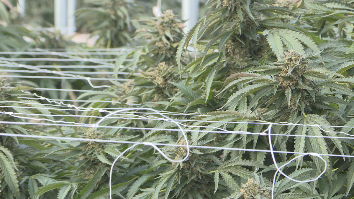 GeorgiaKTVL's tweet photo. The 2018 Farm Bill's relaxed regulations for hemp prompted huge local interest. Now, OSU's extension center is looking to get in the game, launching a research project to discover best growing practices for the lucrative crop. https://t.co/dpjvoq6lIq