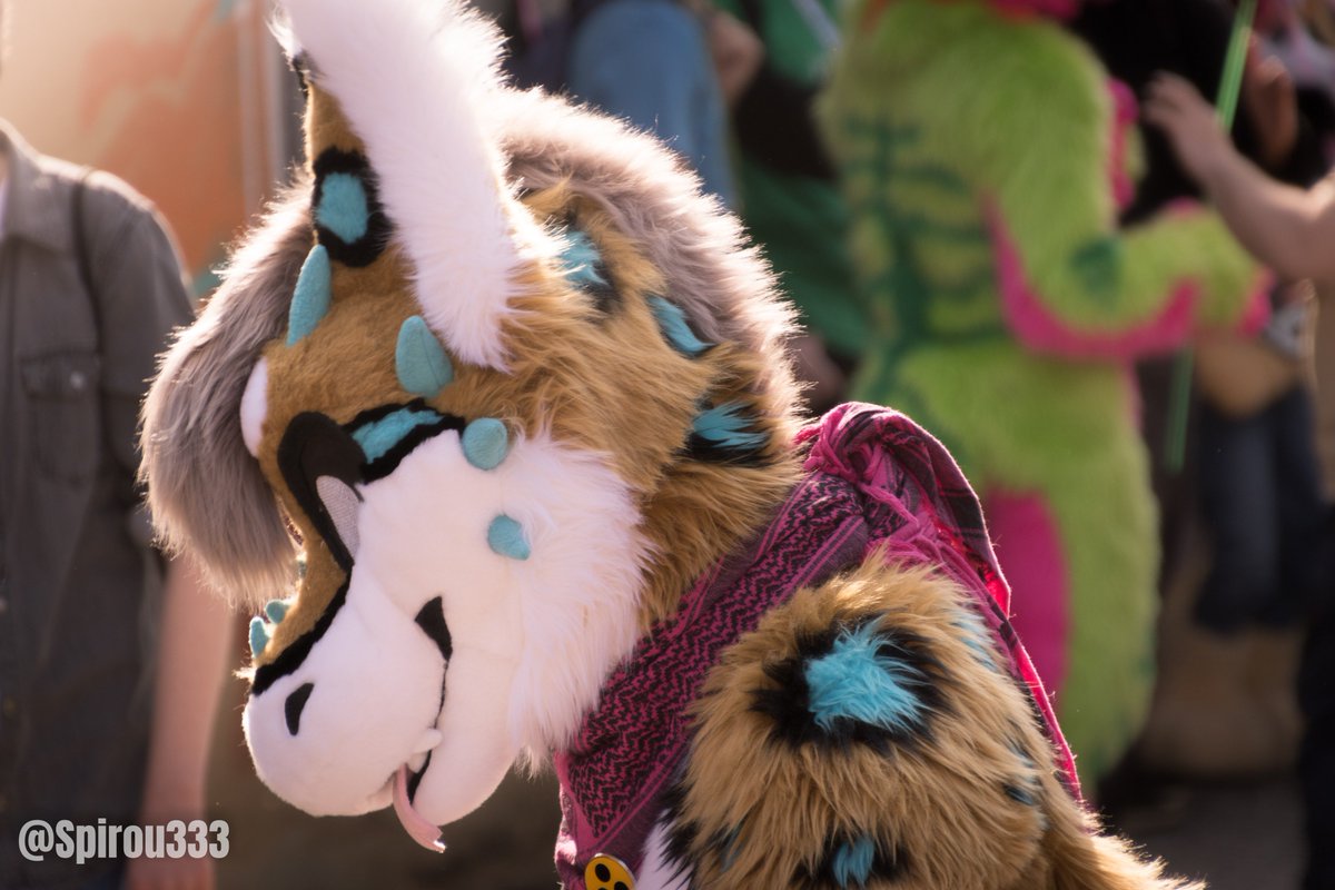 Spirou333's tweet photo. Here are my photos from the #suitwalk in #Munich. All edited and uploaded: https://t.co/Wbv62WzFE0.
Thank you my cute @NebulousRoyale for the wonderful time.
#MSW6 #Furries #Fursuit https://t.co/MaTG5scGsb