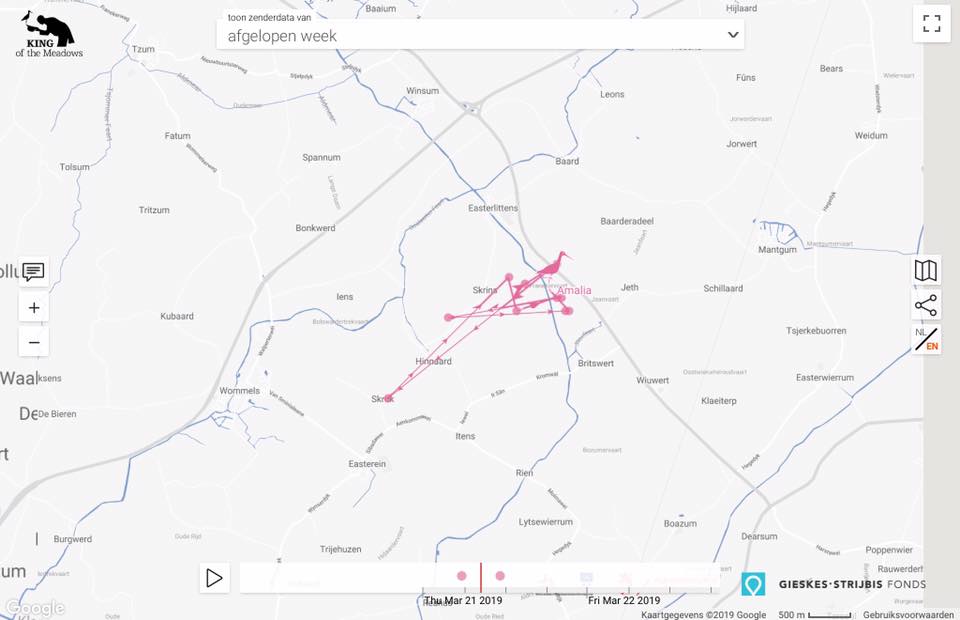Terwijl grutto Amalia zijn plekje weer heeft gevonden in de Greidhoeke, gaan wij met het Greidhoeke project morgen de provinciegrens over:

Met een delegatie leerlingen en leerkrachten van onze 4 scholen gaan we... facebook.com/GreidhoekeOT7/…