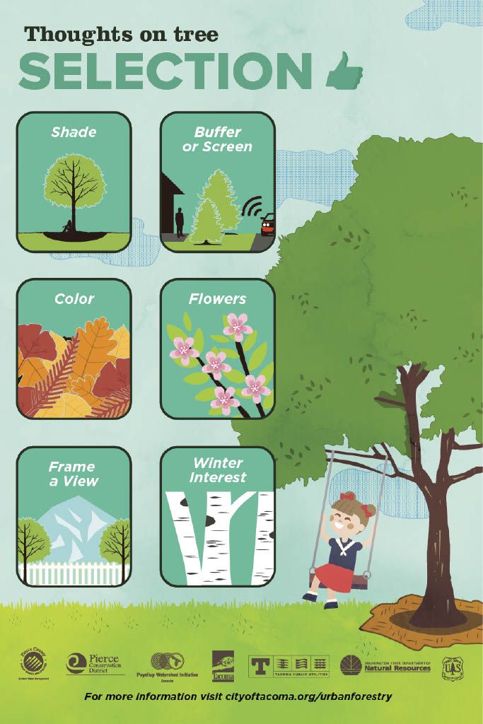 PuyallupWater's tweet photo. #treetalktuesday from your Forest COI. Thoughts on tree selection, pick them for shade, buffer or a screen, color, flowers the will produce, frame and view, and winterization. Credit: @CityofTacoma @ForterraNW @metparkstacoma @WSUExtForestry @CityofPuyallup https://t.co/G0OEgbW36C