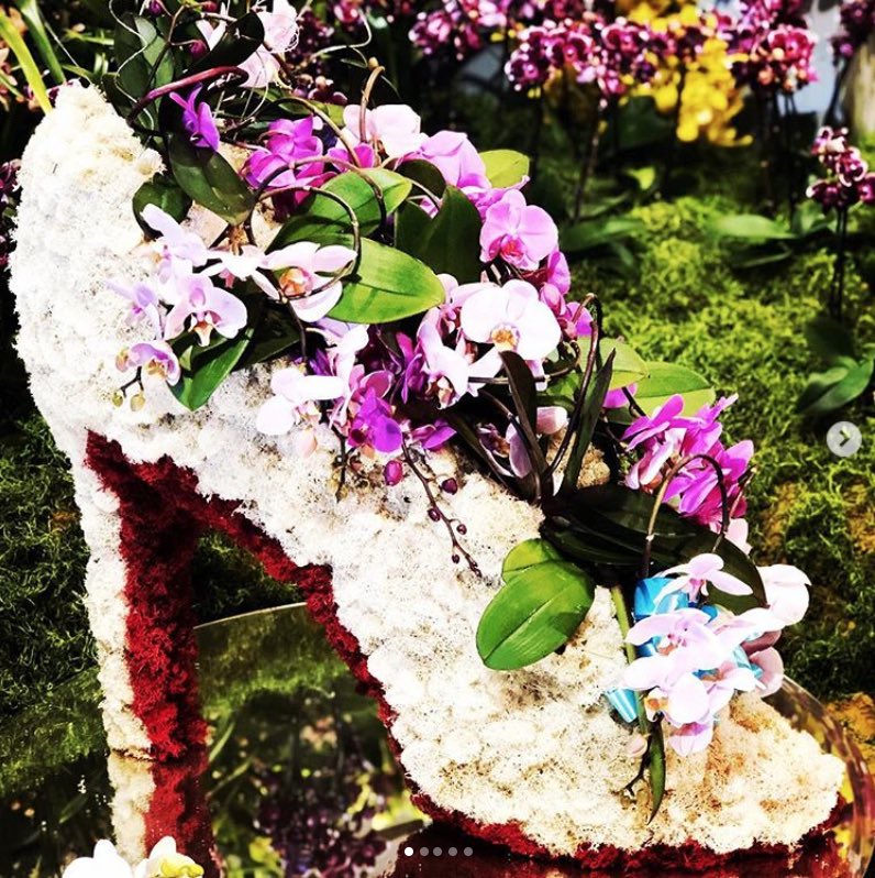 SBOrchidShow's tweet photo. Orchid perfection captured by @dmartinez2810 at the
2019 Santa Barbara International Orchid Show! ❤️ #SBIOS #SantaBarbara #orchids #flowers https://t.co/epaEHMFpKa