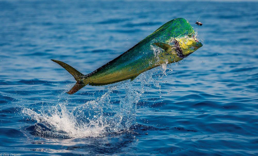 What name did you guess for this #TuesdayTrivia?
Mahi Mahi is a fish found around Hawaii, but it went by another name for a long time. What was it?
A: dolphinfish