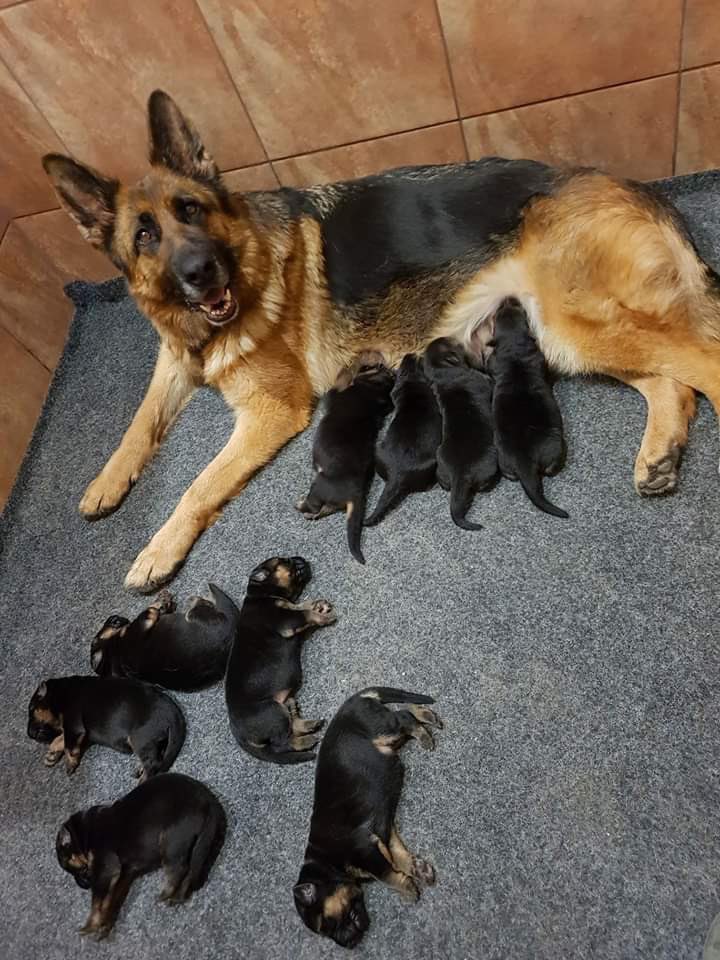 Well one proud mum with a litter of future Police Officer pups 😂😂