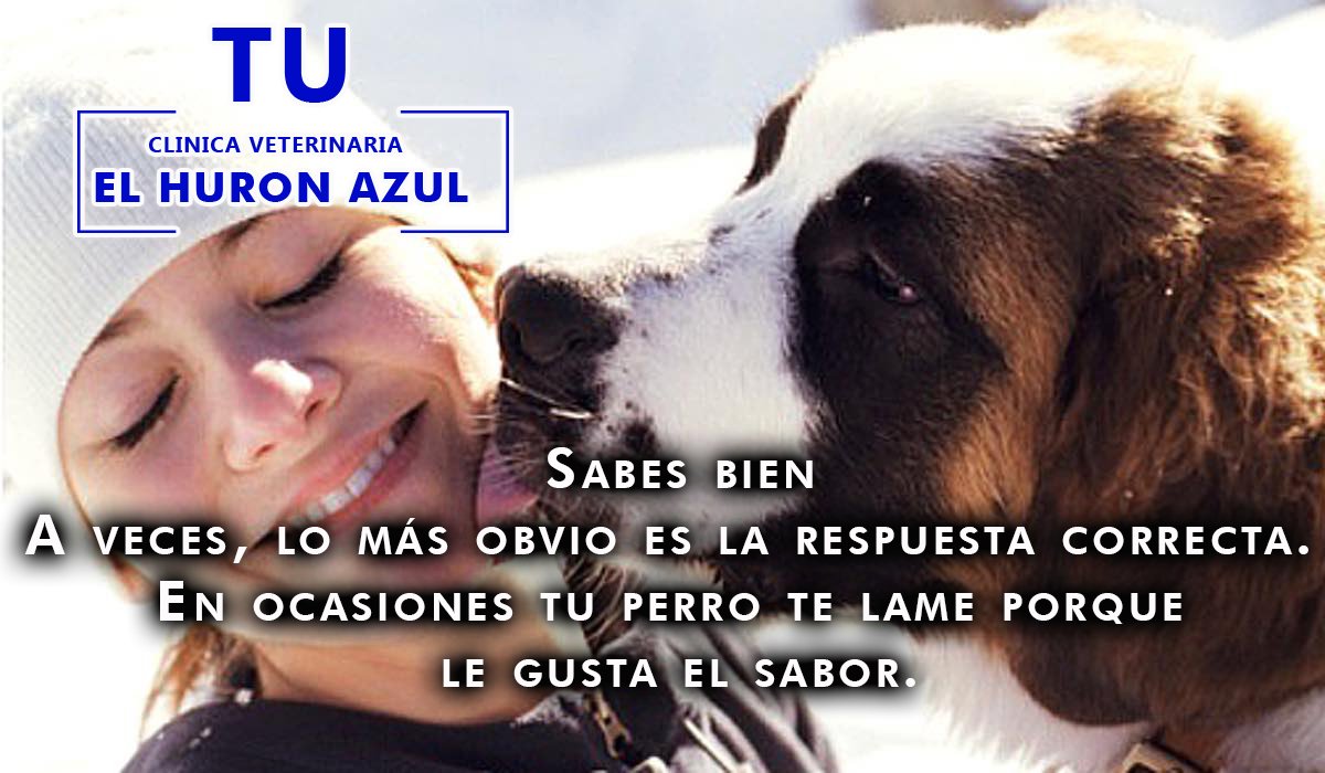 ElHuronAzulVet's tweet photo. Si te lo has preguntado, acá te respondemos las inquietudes sobre los lamidos de tus peludos 😍😍🐶🤗 #elhuronazul #porquetumascotamerecelomejor #elhuronazulvet #veterinaria #mascotas #perros https://t.co/aokD0eoVN5