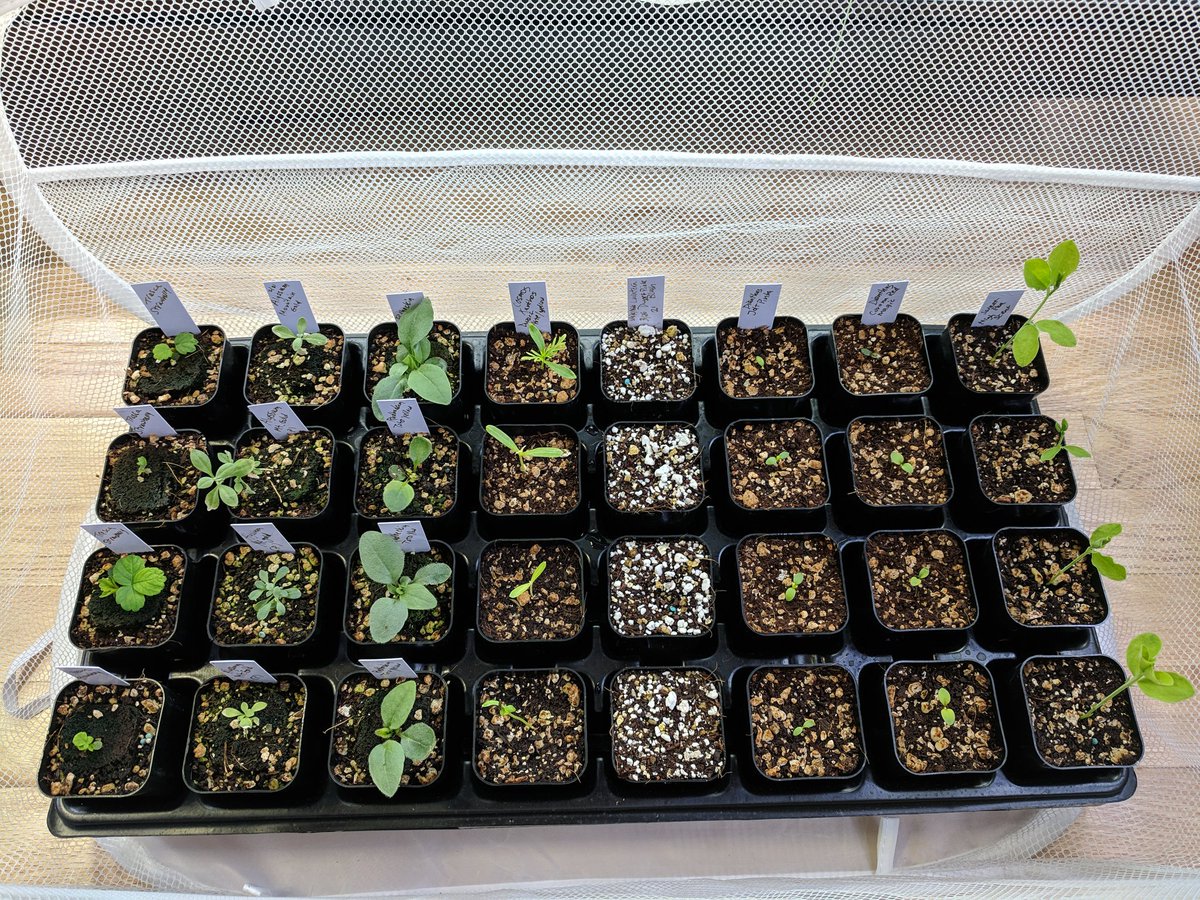 jmatwood's tweet photo. Because I don't have the ability to do quite as much bending down and carrying around, AND because I often don't have the spoons to really spend the time necessary to properly carry out this process, I need help. Enter mesh hamper, conveniently sized for a standard 1020 tray! https://t.co/HxMRvoqAVy
