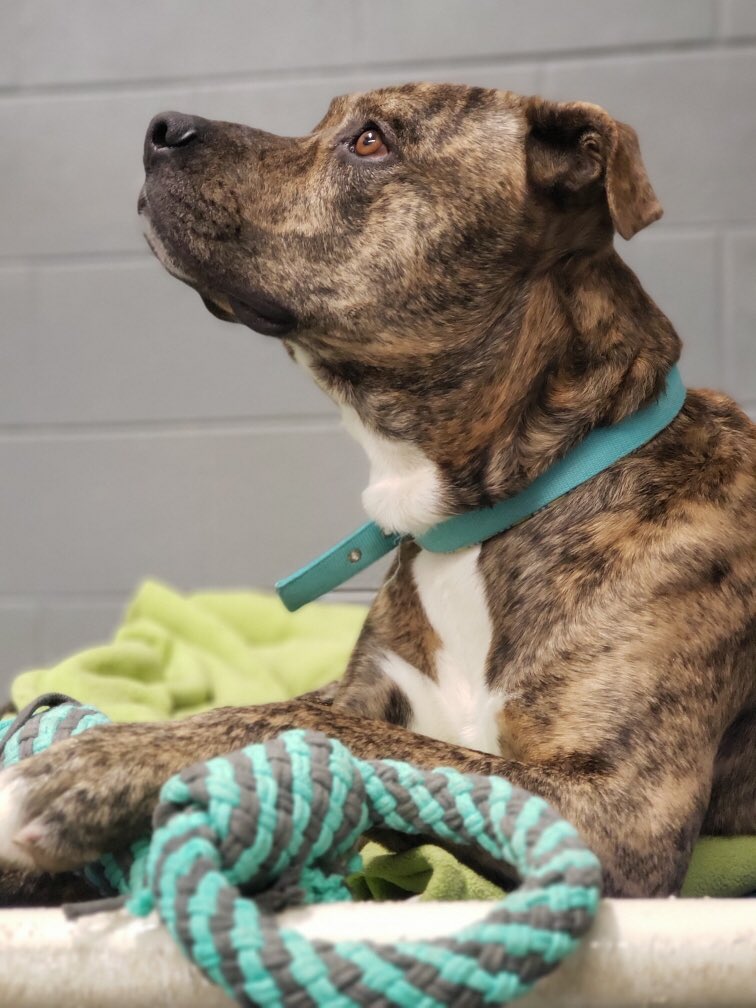 HumaneSJC's tweet photo. Happy Pet Tails Tuesday!  Louis a playful love bug who was recently treated for heart worm. You will need to follow up with your vet for a retest. He knows how to sit, and lay on command. He will need a 6 ft privacy fence and we recommend kids 6 and up. https://t.co/e5uMCKWEeg