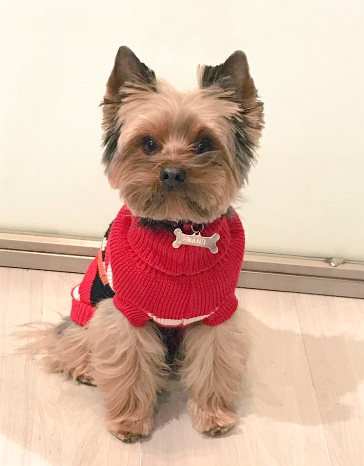 david_lorente's tweet photo. Nano ya tiene Instagram! @nanomydog #yorkie #yorkshire #yorkshiterrier #yorkiesofinstagram #dogsofinstagram #petsofinstagram #pets https://t.co/8jEldK6Zzg