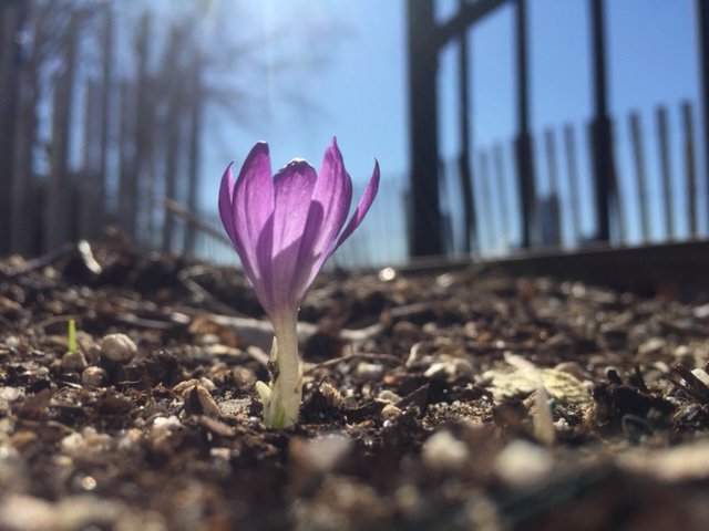 bpca_ny's tweet photo. SPRINGING TO LIFE: All across #BatteryParkCity we're seeing signs of the season. #BPC #BPCBeautiful #BPCCommunity @CommunityBoard1 @GPTA_BPC @DowntownNYC @downtownmomnyc @Downtownmag @yuhline @DeborahJGlick @BrianKavanaghNY @CM_MargaretChin @galeabrewer @FiDiKids @FiDiFamilies https://t.co/uxTh7RFUNW